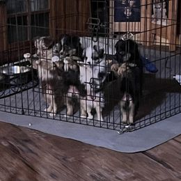 Jake - Toy Australian Shepherd