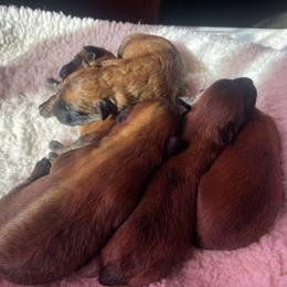 Boy 1 - Wheaten male Soft Coated Wheaten Terrier puppy in Dragoon, Arizona from Wild West Wheatens