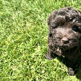Australian Labradoodle Puppies from Sun Canyon Australian Labradoodles