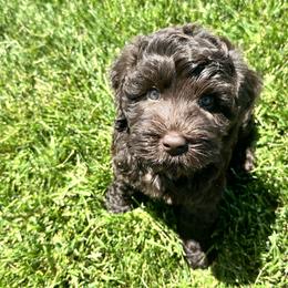 Australian Labradoodle Puppies from Sun Canyon Australian Labradoodles