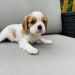 Cavalier King Charles Spaniel Puppies from Amanda's Cavalier King Charles Spaniels