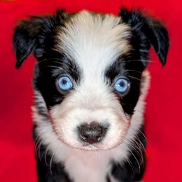 Pantera - Black tri female Toy Australian Shepherd puppy in Shepherd, Texas from GAMALA Farm & Kennels