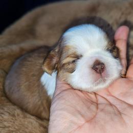 PHOENIX - Red and white male Shih Tzu puppy in Los Banos And Bay Area, California from Shantii's Shih Tzu's