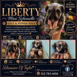 Liberty Salt Pepper ESA therapy lines Gorgeous - Gray male Schnoodle puppy in Temple, Texas from Schnauzers Of Taylor