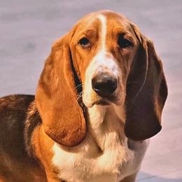 Feyre (fay-ruh) - Basset Hound