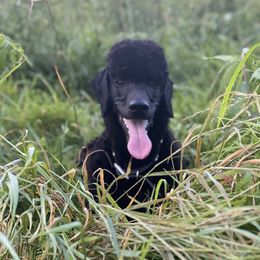 Miniature Schnauzer and Poodle All Grown Up from Bewitching Kennels