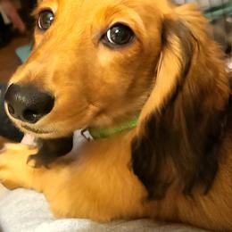 Jayme - Price Reduced - Red male Dachshund puppy in Waynesboro, Tennessee from Owl Hollow Farm Miniature Dachshunds