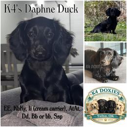 Daphne - Dachshund