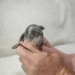 Blueberry - Blue and tan male Dachshund puppy in Delano, Tennessee from Walker Ranch Danes & Dachshunds