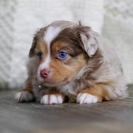 Toy Australian Shepherds from Rockin L Toy/Mini Aussies