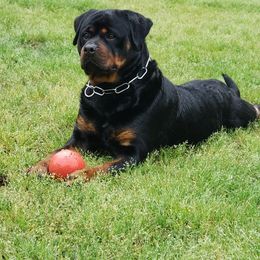 Farina - Rottweiler