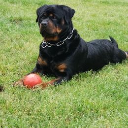 Farina - Rottweiler