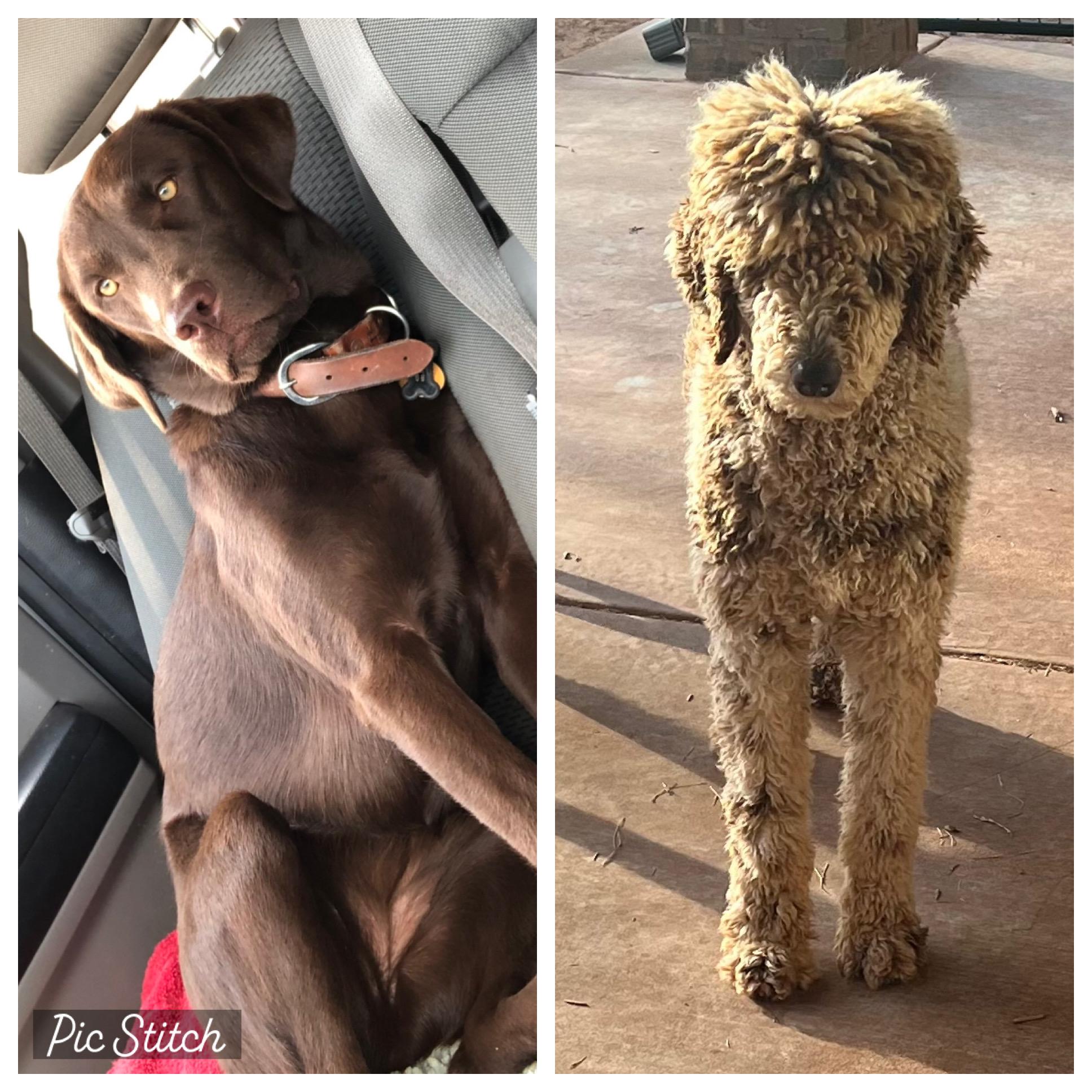 EI Farms in Oklahoma Labradoodle, Labrador Retriever or Poodle