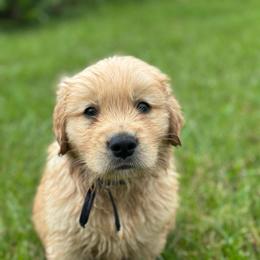 Oakley (black) - Golden male Golden Retriever puppy in Franklin, West Virginia from Wildmour K9
