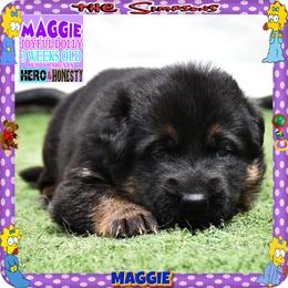 MAGGIE PURE SWEETNESS - Black and red female German Shepherd puppy in Murrieta, California from Diamond Oaks German Shepherds