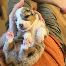 Blue Merle girl - Blue merle female Australian Shepherd puppy in Boulder, Colorado from J&J Aussies