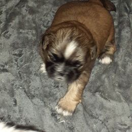 Shih Tzu Puppies from N.F.S.T Imperial ShihTzu Puppies.
