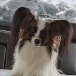 Sassy - Papillon