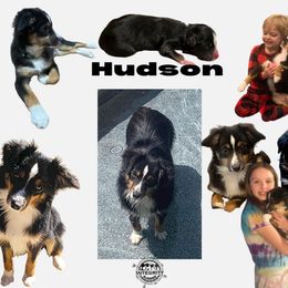 Miniature Australian Shepherd Puppies from Integrity Aussies Tx