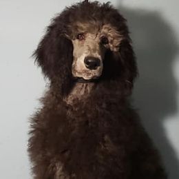 Poodles from Phoenix Pines