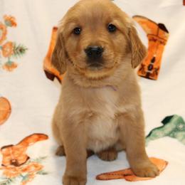 Lasso - Golden female Golden Retriever puppy in New Weston, Ohio from Bertke AKC Golden Retrievers and Bernese Mountain Dogs