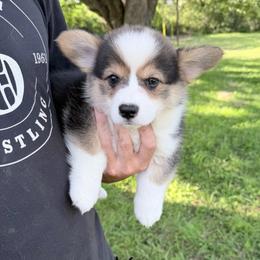 Yellow - Black and tan male Pembroke Welsh Corgi puppy in Saint Paris, Ohio from Lee Farm