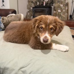 Jelly Roll - Red tri-color male Australian Shepherd puppy in Cherry Valley, California from Causey Ranch Aussies