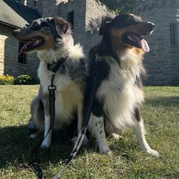 Australian Shepherds from Bewitched Aussies