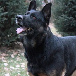 Charlie - German Shepherd