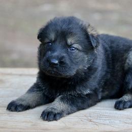 Sable Female-1 - Sable female German Shepherd puppy in Cumming, Georgia from Cainedelup