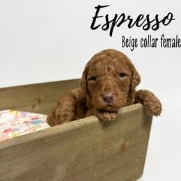 Espresso - Red  female Goldendoodle puppy in Taylorsville, North Carolina from Doggone Dixie Doodles