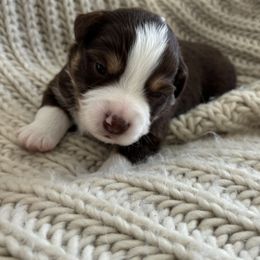 Miniature American Shepherd Puppies from Morning Glory Minis