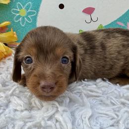 Ellen Mae - Dapple female Dachshund puppy in Colbert, Oklahoma from Brooke Crenshaw