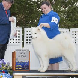 Australian Shepherds and Samoyeds from SnowBlitz Samoyeds and CoralBlitz Aussies
