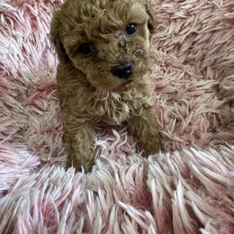 Poodle puppies from Pridespoodles