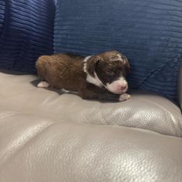 Mad Max - Brown and white male Aussiedoodle puppy in Lake City, Florida from Dream Hollow Farm