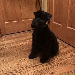 Kerry Blue Terrier Puppies from Watch Em’ Spar Kerry Blue Terriers