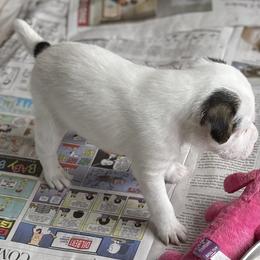 Parson Russell Terrier Puppies from spring canyon