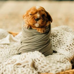 Cavalier King Charles Spaniel Puppies from Cavi Cutie Collective