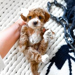 Cinder - Red  female Goldendoodle puppy in Springville, Utah from Happy Doodle