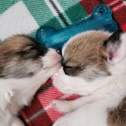 Pembroke Welsh Corgi Puppies from Corgis of Avalon