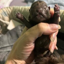 Boy 2 - Chocolate male Shih Tzu puppy in Dallas, Texas from Almost Heaven Shih Tzu