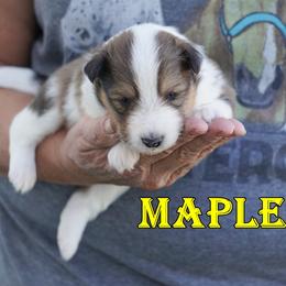 Maple - Sable and white female Shetland Sheepdog puppy in Frazeysburg, Ohio from Mountain High Kennels