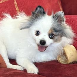 Nova - Pomeranian
