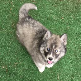 Girl 1 - Agouti and white female Siberian Husky puppy in Terre Haute, Indiana from April's Huskies