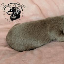 Aeko - Fawn (isabella) and tan male Dachshund puppy in Fultonville, New York from Sandy Aussies & Pomeranians