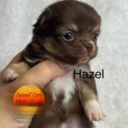 Chihuahua Puppies from Sunset Eves Chihuahuas