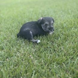 Miniature Schnauzer Puppies from Rebecca LeBoeuf
