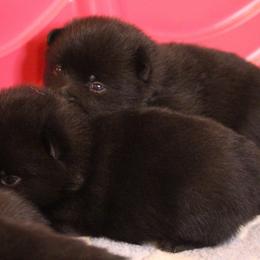 Schipperke Puppies from Walking Hart Schipperkes