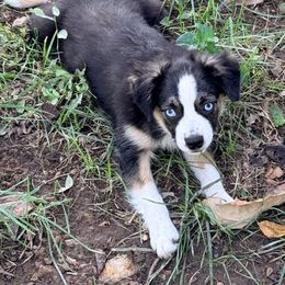 Freddie - Black tri male Toy Australian Shepherd puppy in Blacksburg, South Carolina from Blue’s Family Aussies